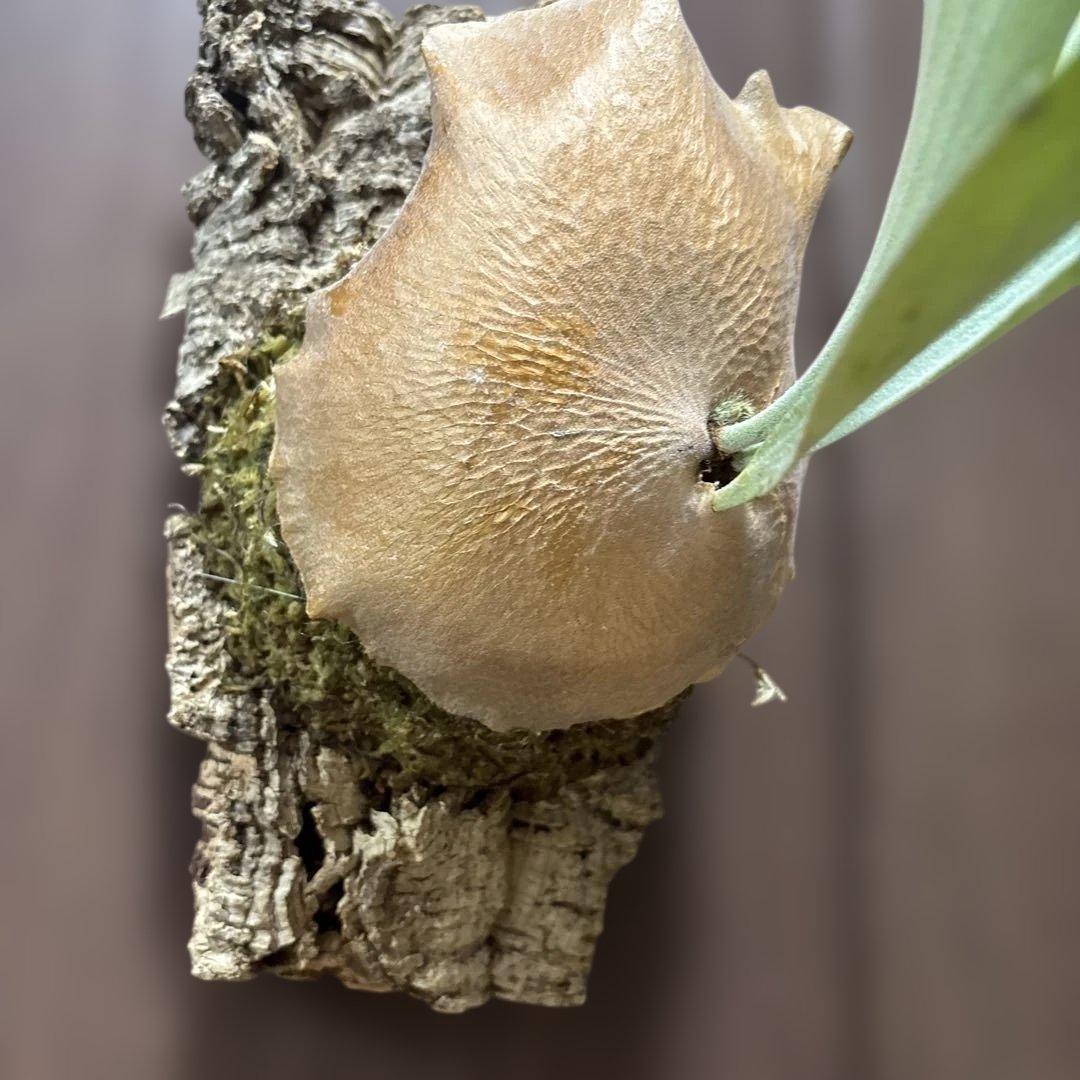 ビカクシダ　デラロッチャ（vandaka）　P. FSQ（vp#2)