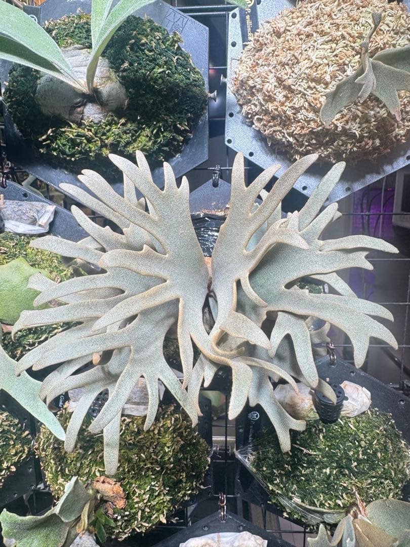 月*光様 willinckii kaguya sporeling