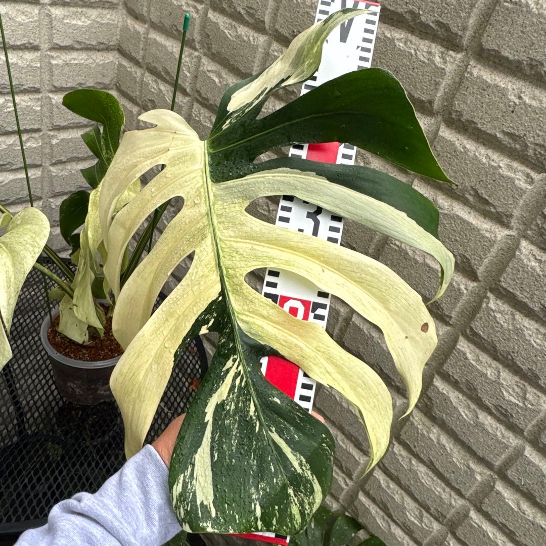 ＊モンステラ＊ミント＊Monstera＊Mint＊