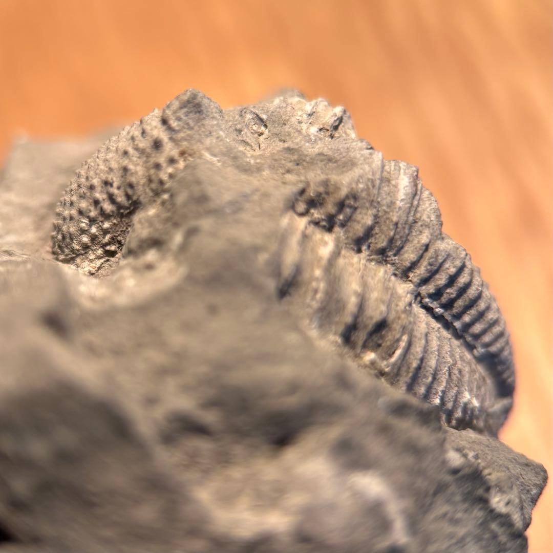 三葉虫 化石 Piltonia kuehnei