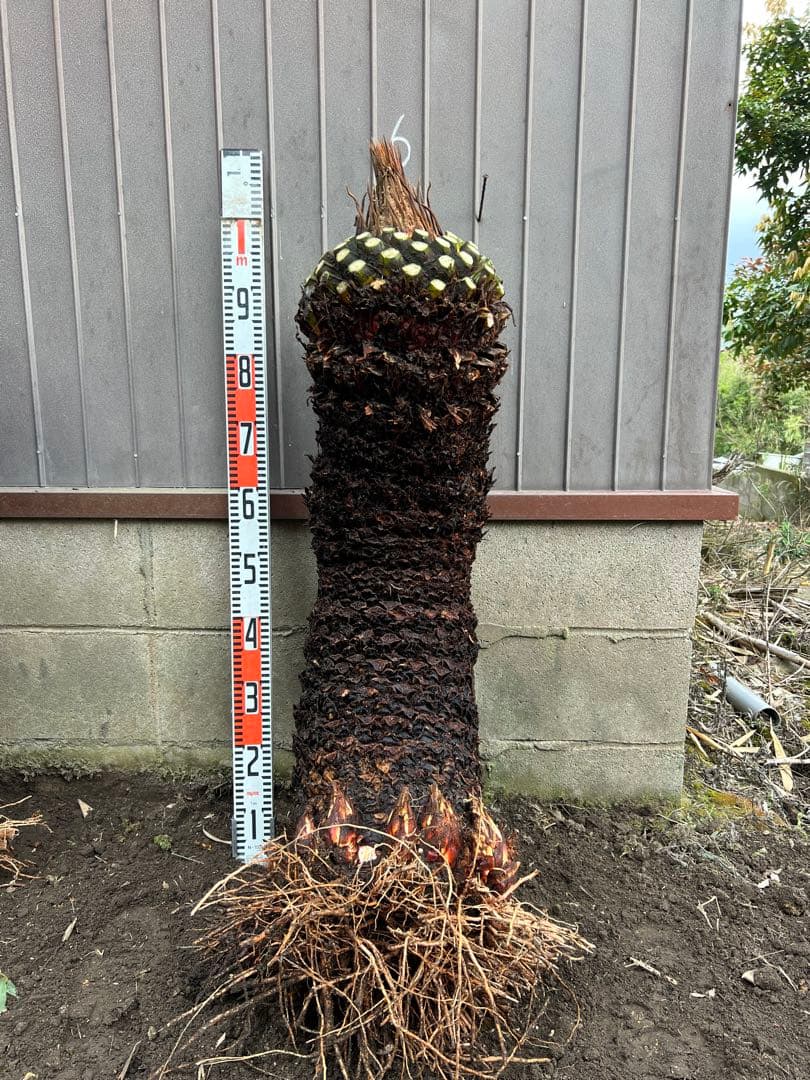 OHANA　ソテツ　極太株　送料込価格