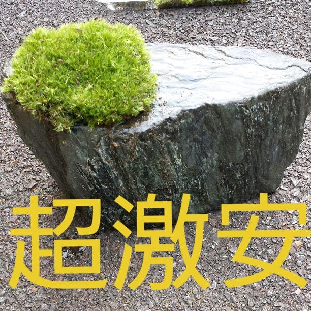 盆栽こけ石付き❗