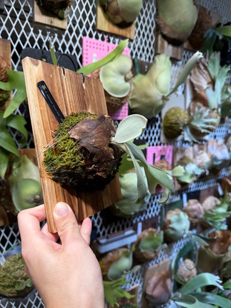 亮二様確認用　まとめ買い　3株