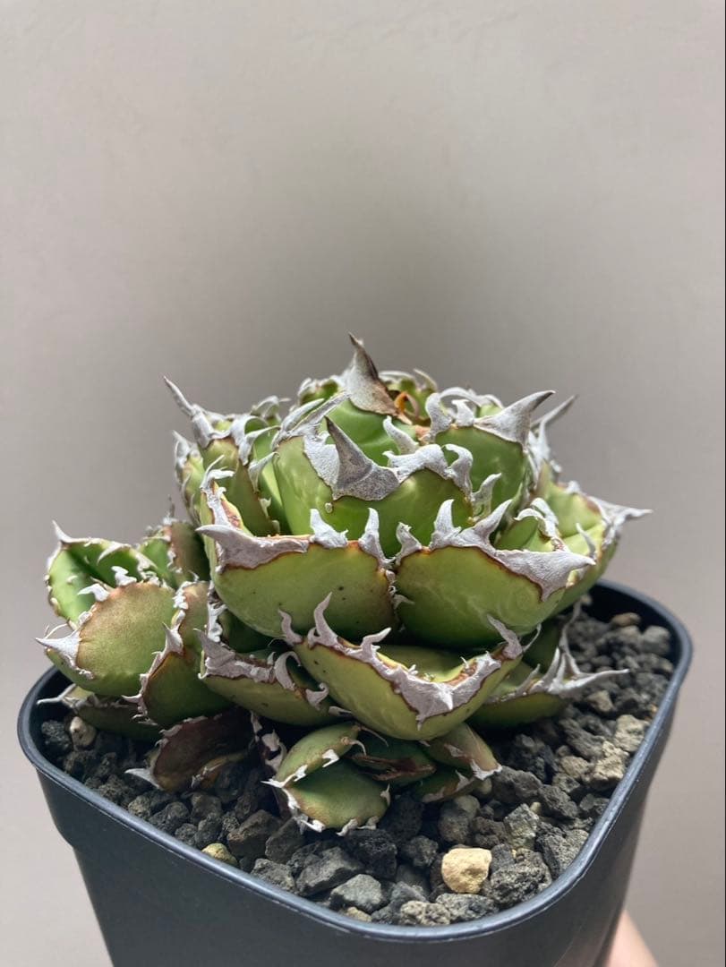 メル64168さま専用！！ アガベ　チタノタ　キング　皇冠　コレクション株　親株