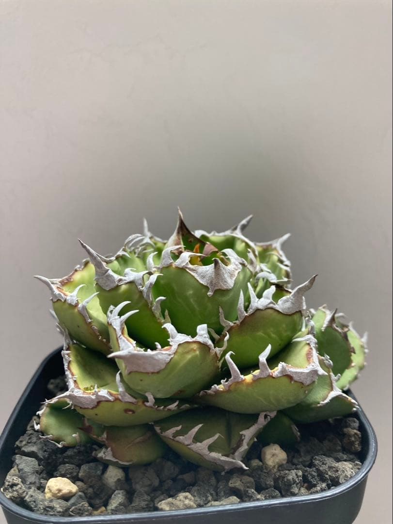 メル64168さま専用！！ アガベ　チタノタ　キング　皇冠　コレクション株　親株