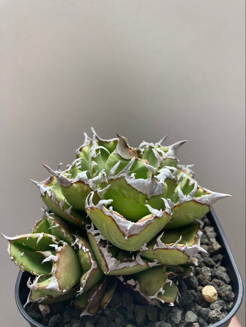 メル64168さま専用！！ アガベ　チタノタ　キング　皇冠　コレクション株　親株