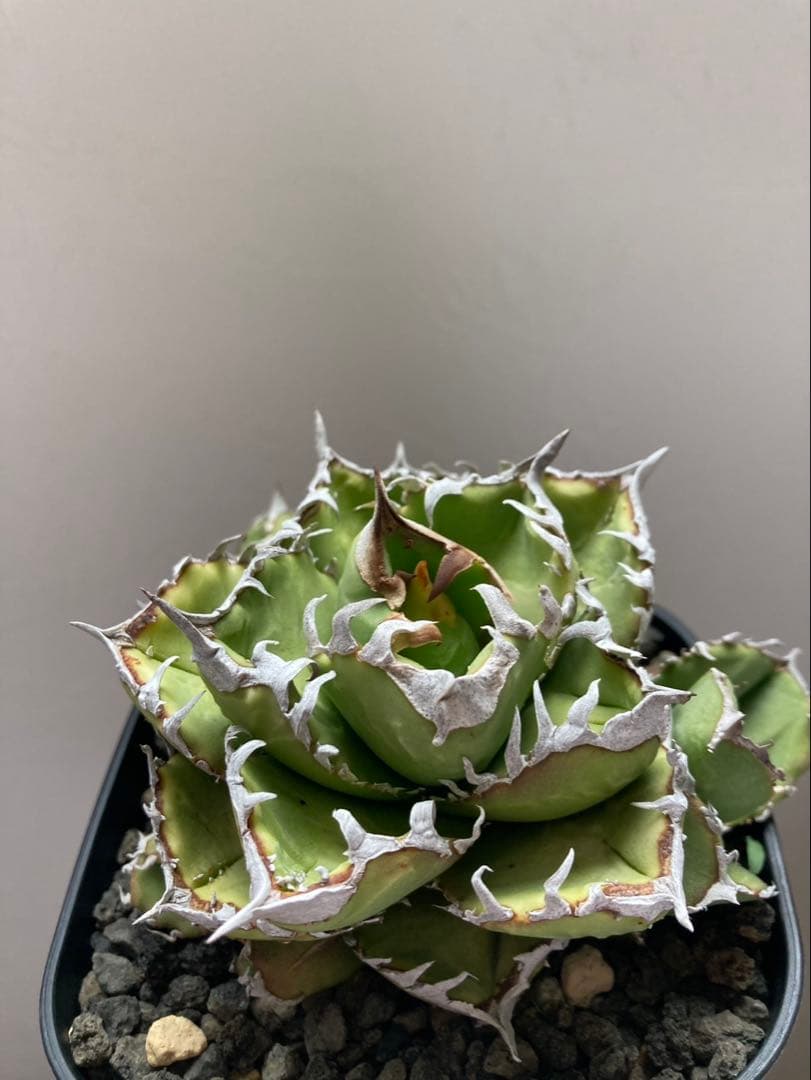 メル64168さま専用！！ アガベ　チタノタ　キング　皇冠　コレクション株　親株