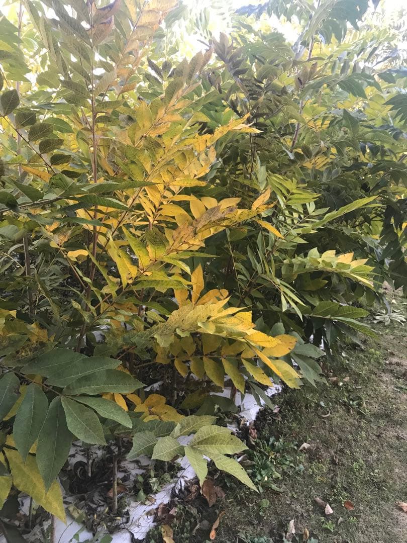 ピーカンナッツ　接木苗　地堀苗　マハン