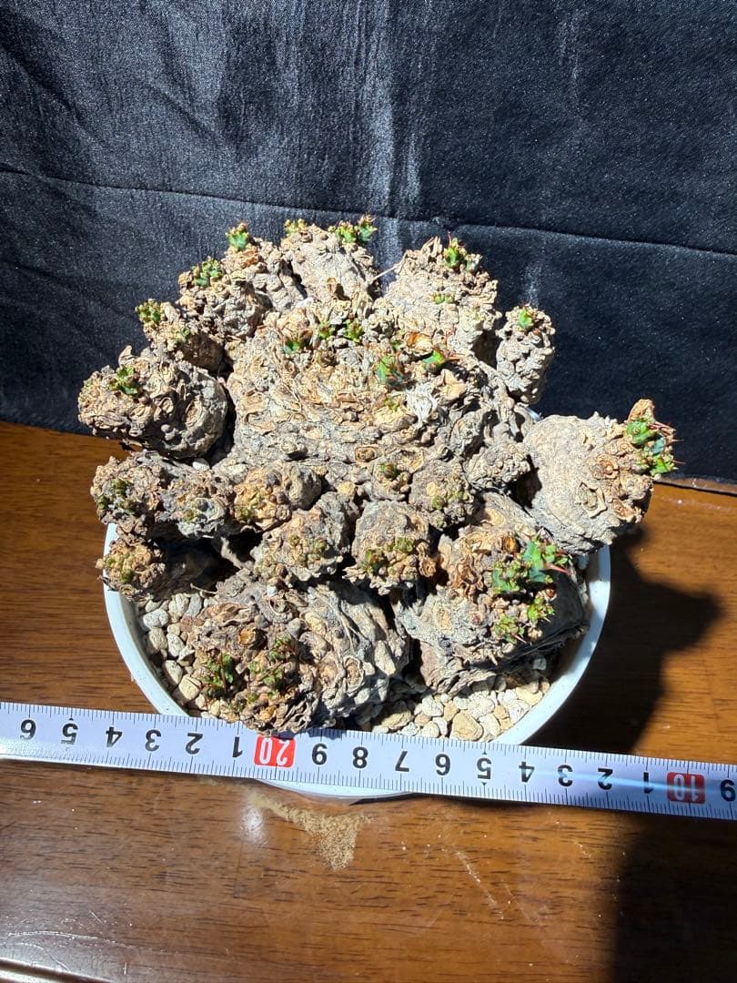 ②発根済み　ユーフォルビア　クラビゲラ