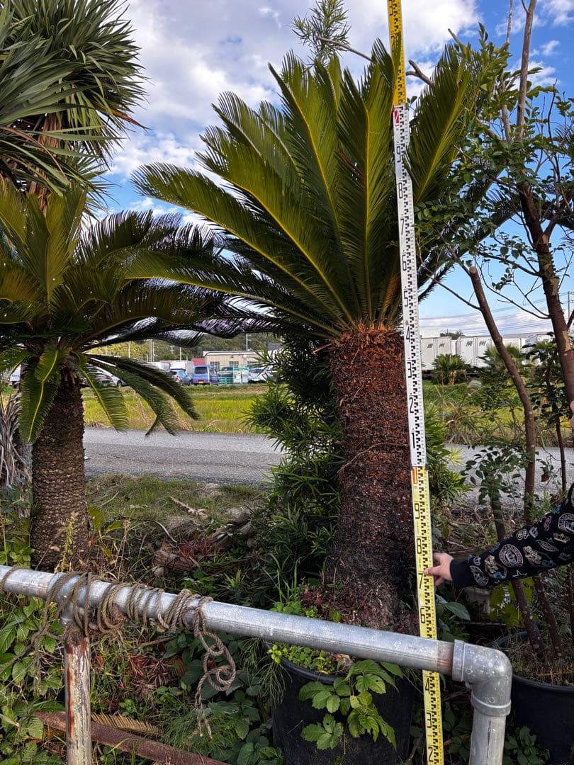 【現地引き取り限定】特大ソテツ 約2.3m 幹太 良形株 シンボルツリー