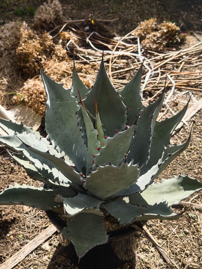 『引き取り限定』コロラータ　ハイブリッド　大苗