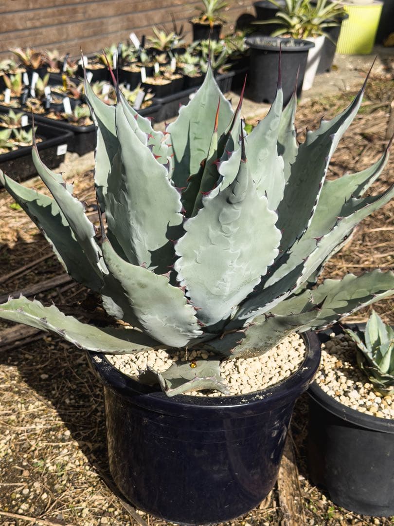 『引き取り限定』コロラータ　ハイブリッド　大苗