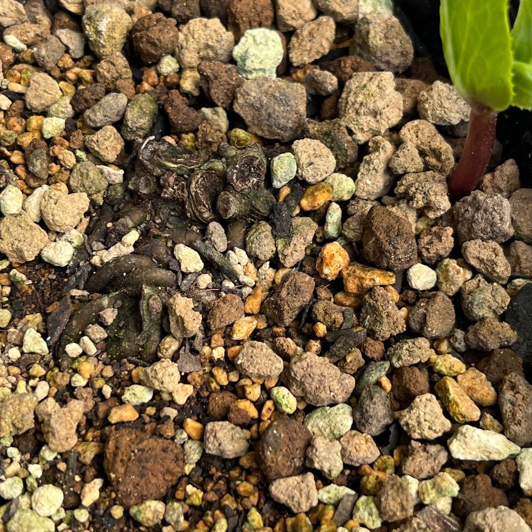 しえろ ポット発送メルカリ便 442 Ashwood 【ATLAS】