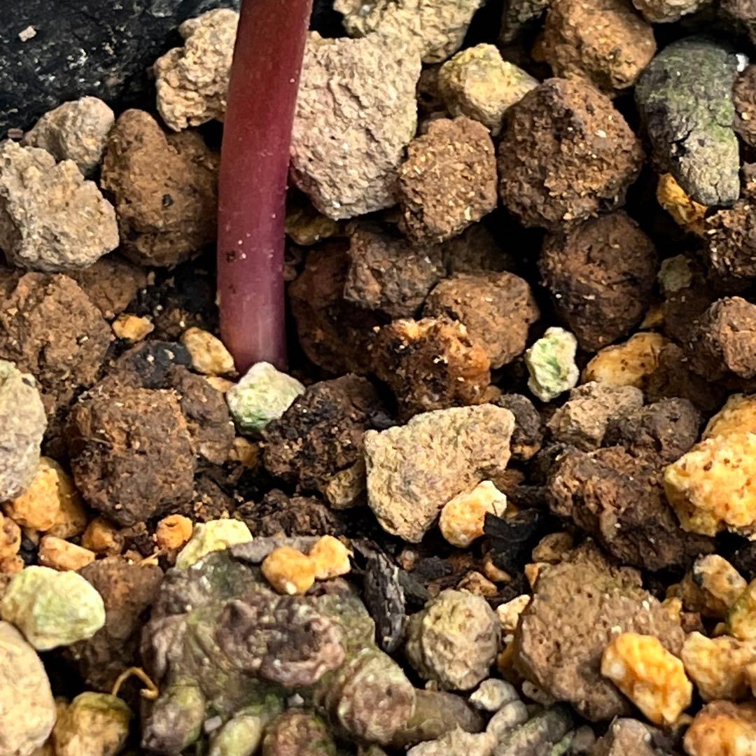 しえろ ポット発送メルカリ便 442 Ashwood 【ATLAS】