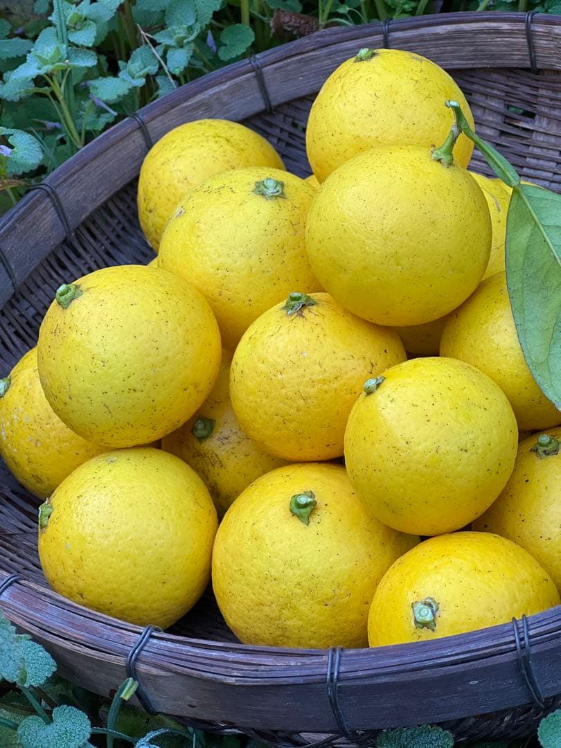 新鮮な日向夏　10kg 大特価