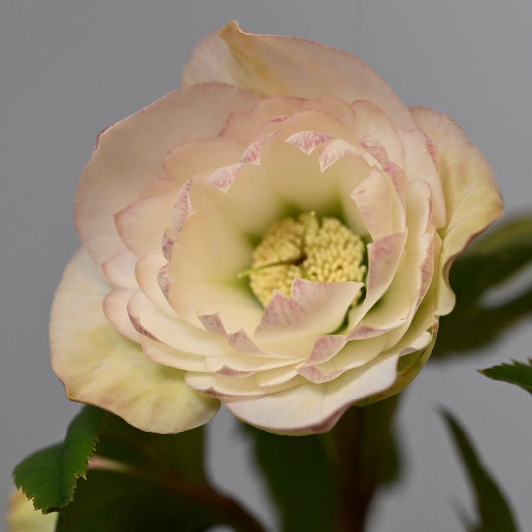 クリスマスローズ 多弁ホワイト 開花株