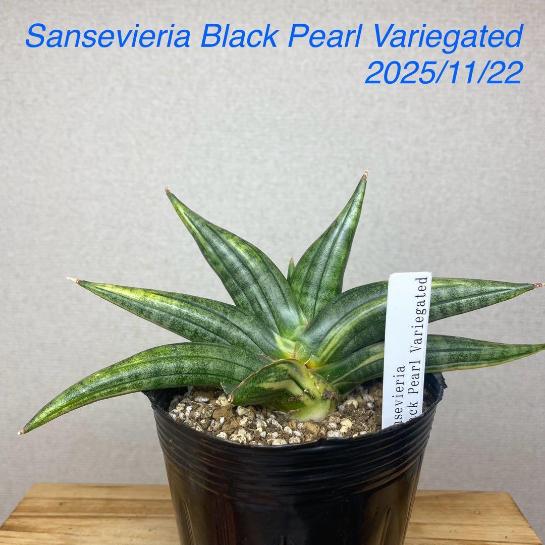 サンスベリア　ブラックパール　斑入 S. Black Pearl Var