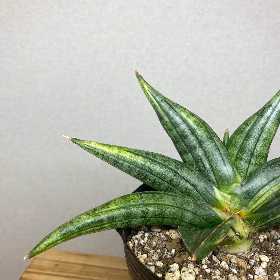 サンスベリア　ブラックパール　斑入 S. Black Pearl Var