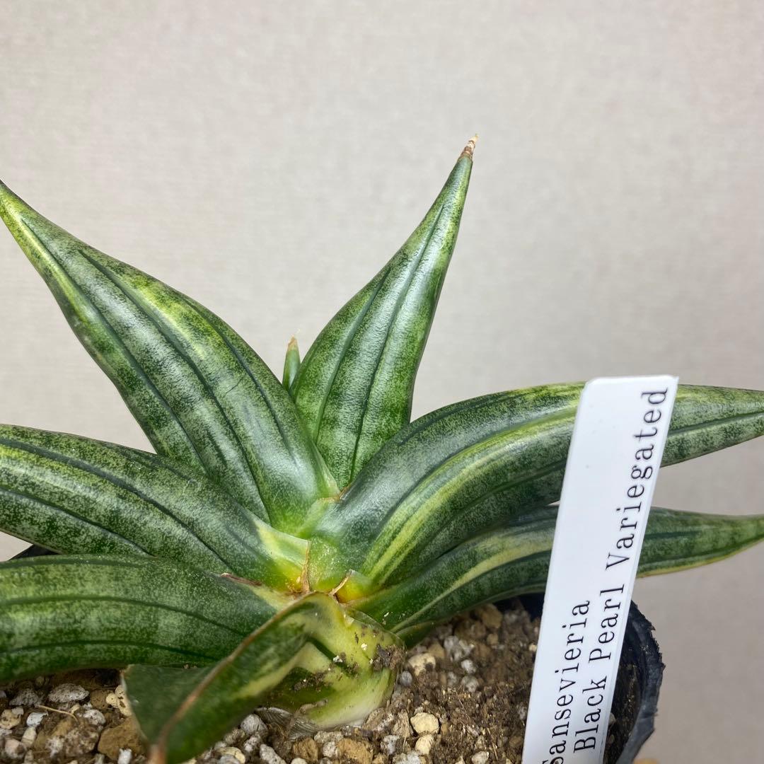 サンスベリア　ブラックパール　斑入 S. Black Pearl Var