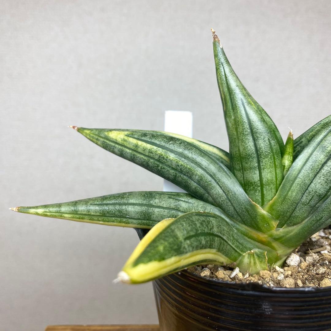 サンスベリア　ブラックパール　斑入 S. Black Pearl Var