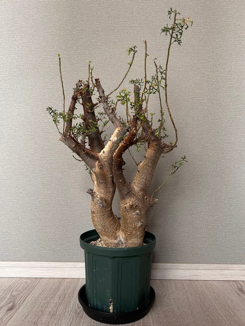 n*k様 コミフォラ・セルビフォリア（現地株、発根済み、特大）