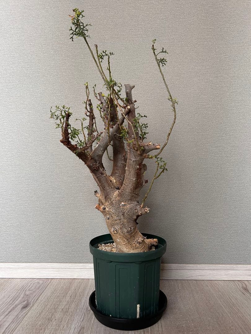 n*k様 コミフォラ・セルビフォリア（現地株、発根済み、特大）