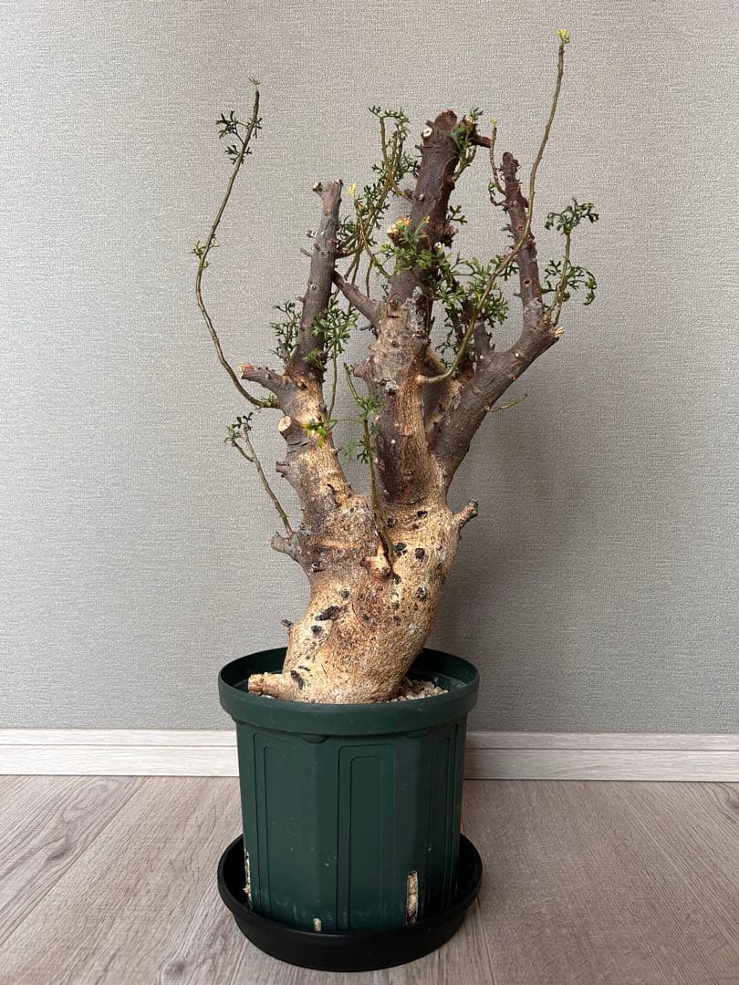 n*k様 コミフォラ・セルビフォリア（現地株、発根済み、特大）