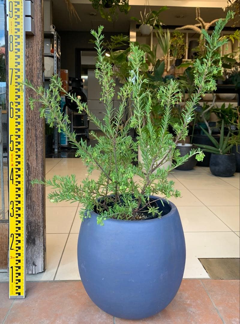 グレビレア ジュビリー 1 ファイバー鉢