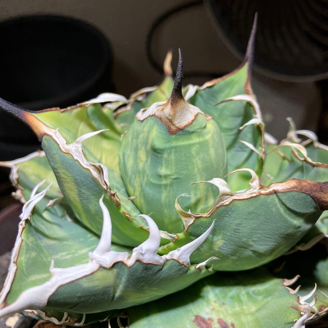 【親株出品】 アガベ チタノタ 縞斑 乱斑 縞斑 黄色・黄緑斑入り トップ長め