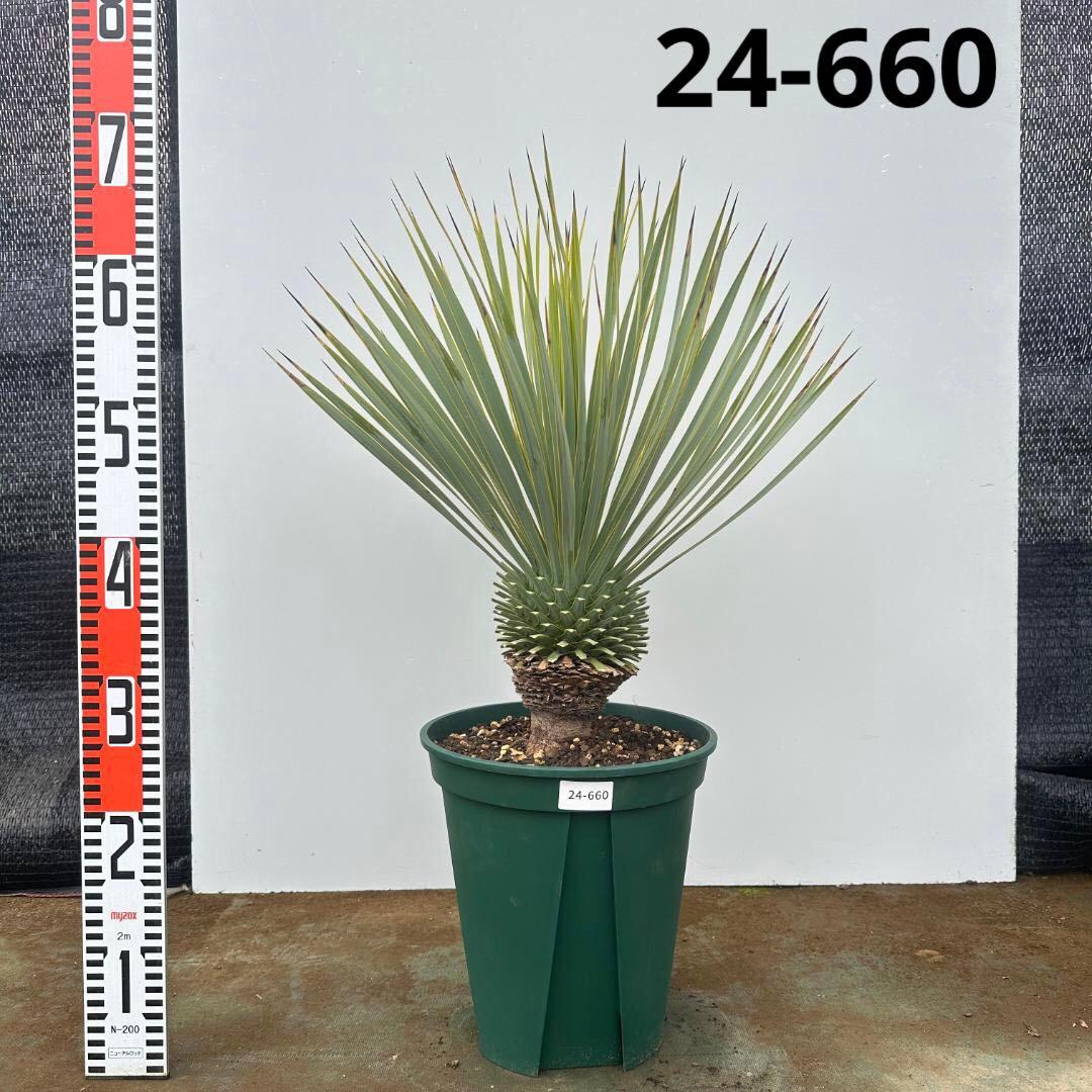 ユッカ　ロストラータ【24-660】シルバーブルー