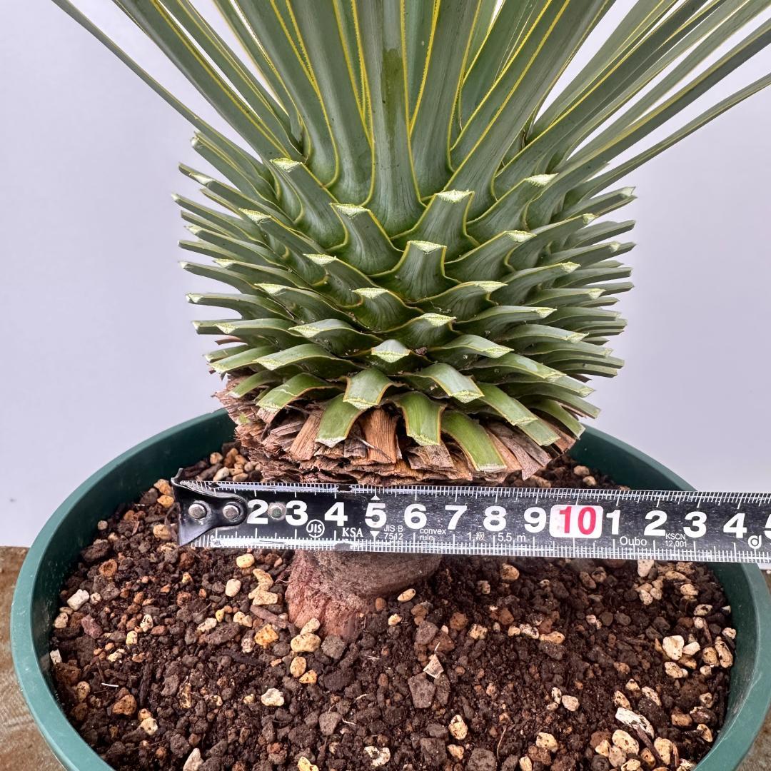 ユッカ　ロストラータ【24-660】シルバーブルー