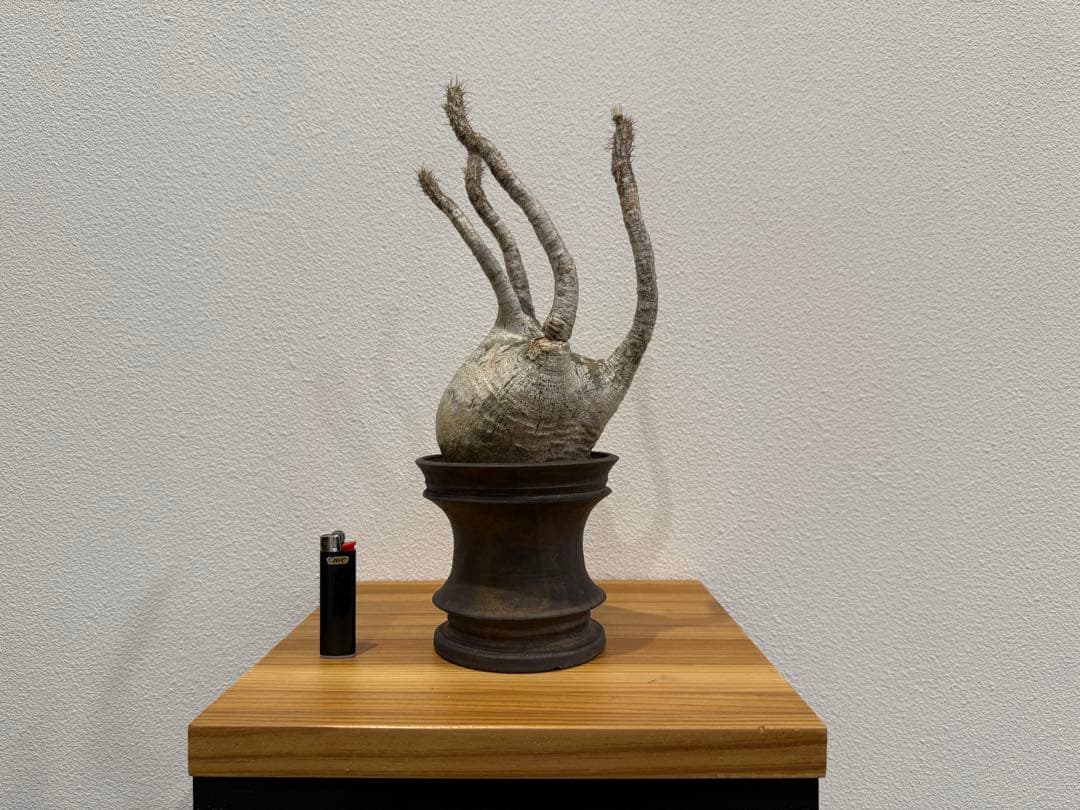 パキポディウム・グラキリス　池田佐一郎 鉢　2個セット