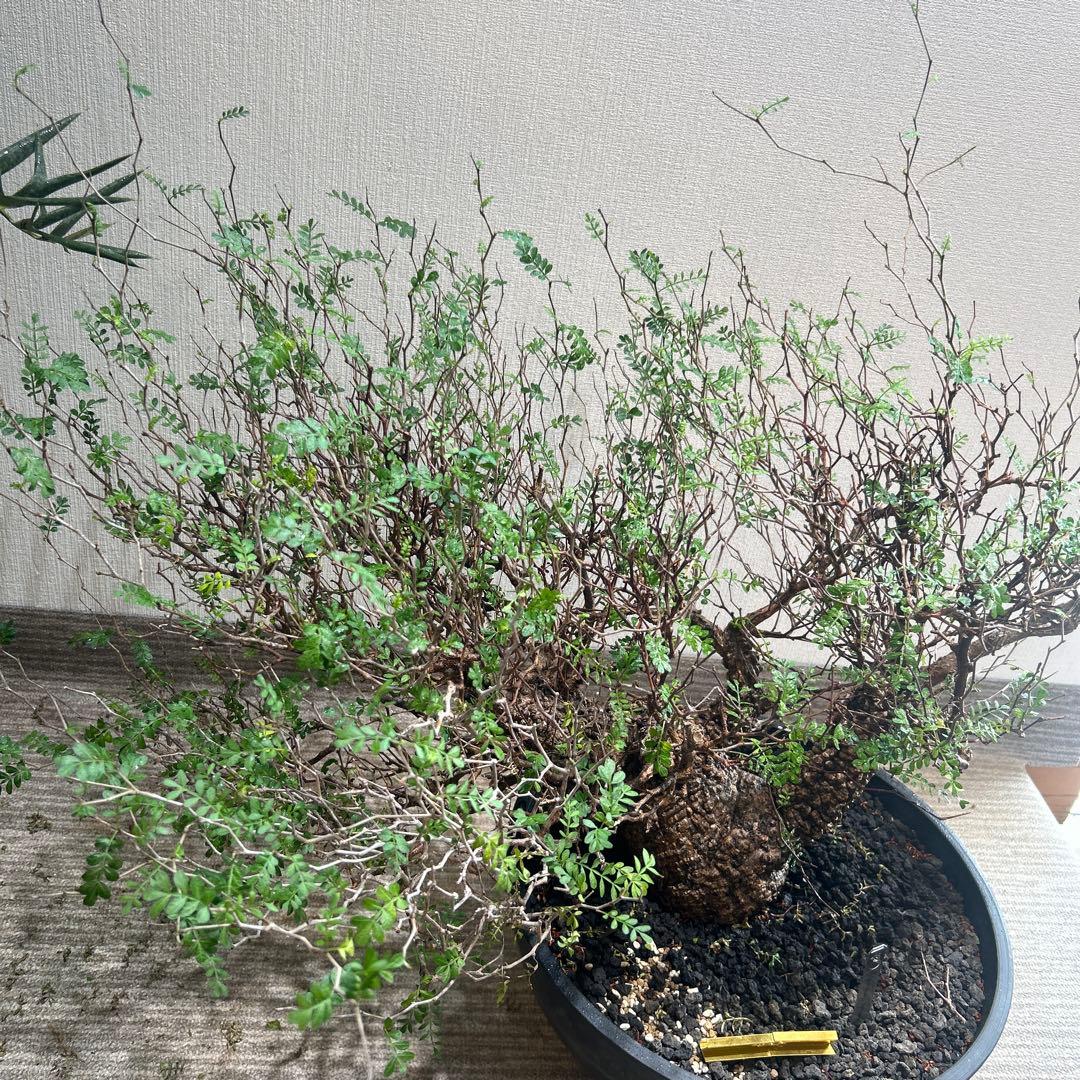 パキプス　大株 落葉の時期のため大幅値下げ