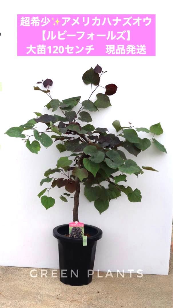 超希少✨アメリカハナズオウ 【ルビーフォールズ】大苗　鉢付き　現品発送