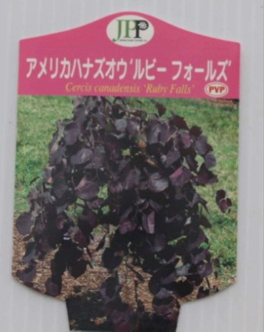 超希少✨アメリカハナズオウ 【ルビーフォールズ】大苗　鉢付き　現品発送