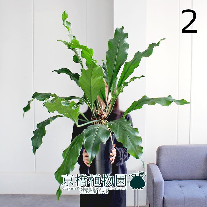 【現品】アンスリウム・フーケリー　7号　黒鉢（2）