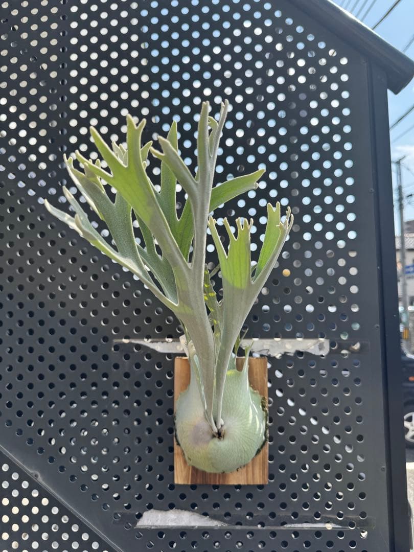 ペドロ　タツタ　pedro ビカクシダ　親株サイズ