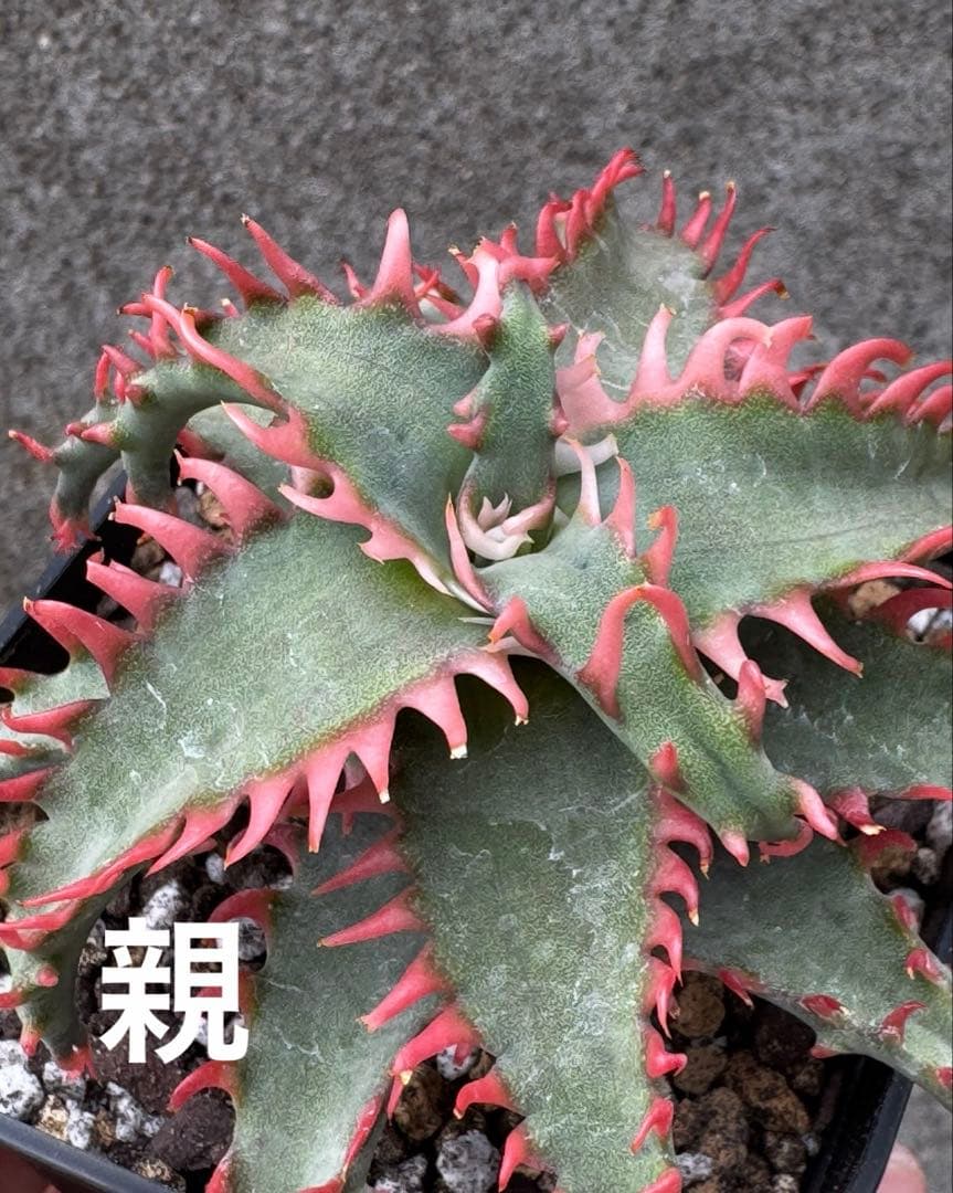 特上アロエ　ハイブリッド　Aloe hybrid 子株　第四種