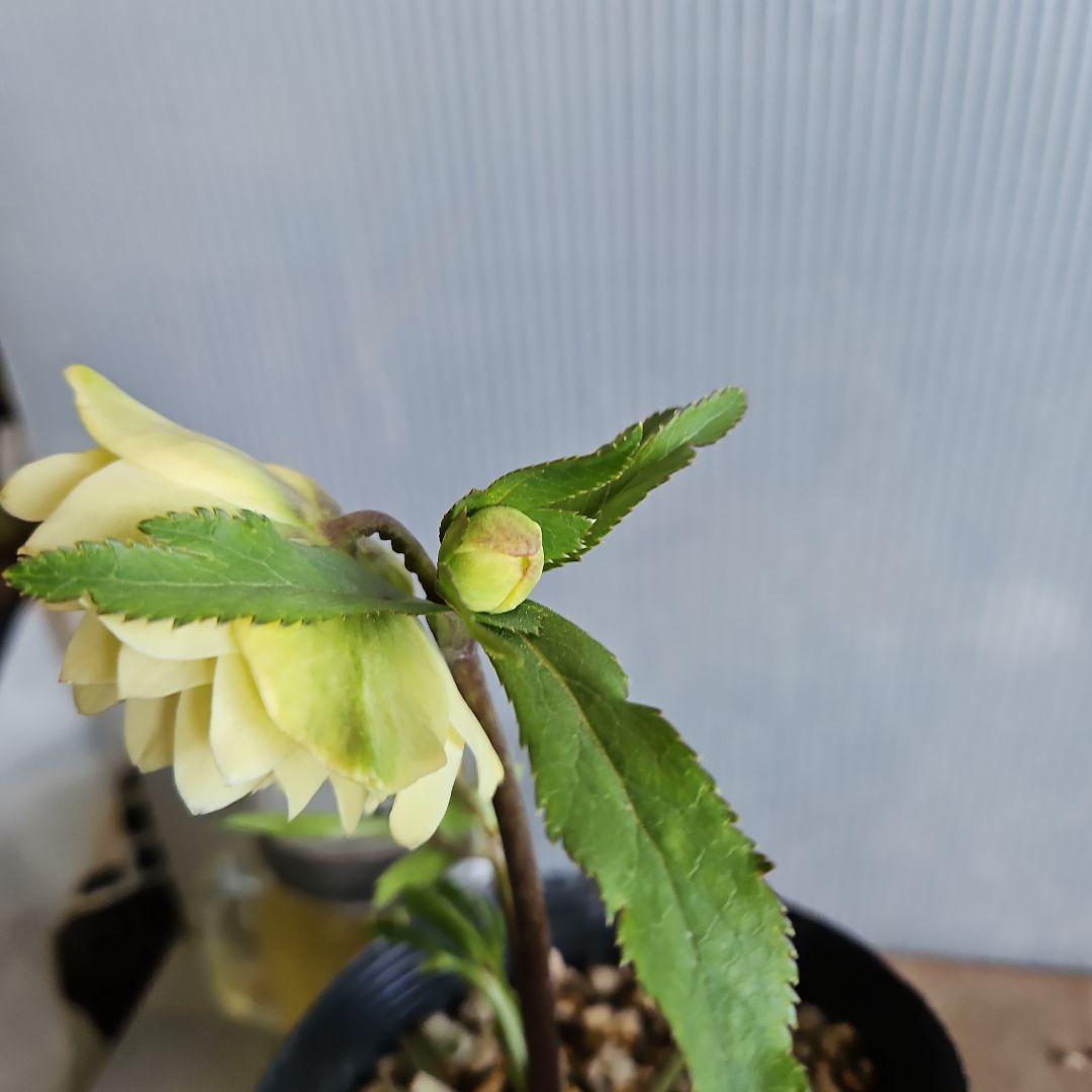 ムック様ご購入苗㉖-332㉖-338クリスマスローズ