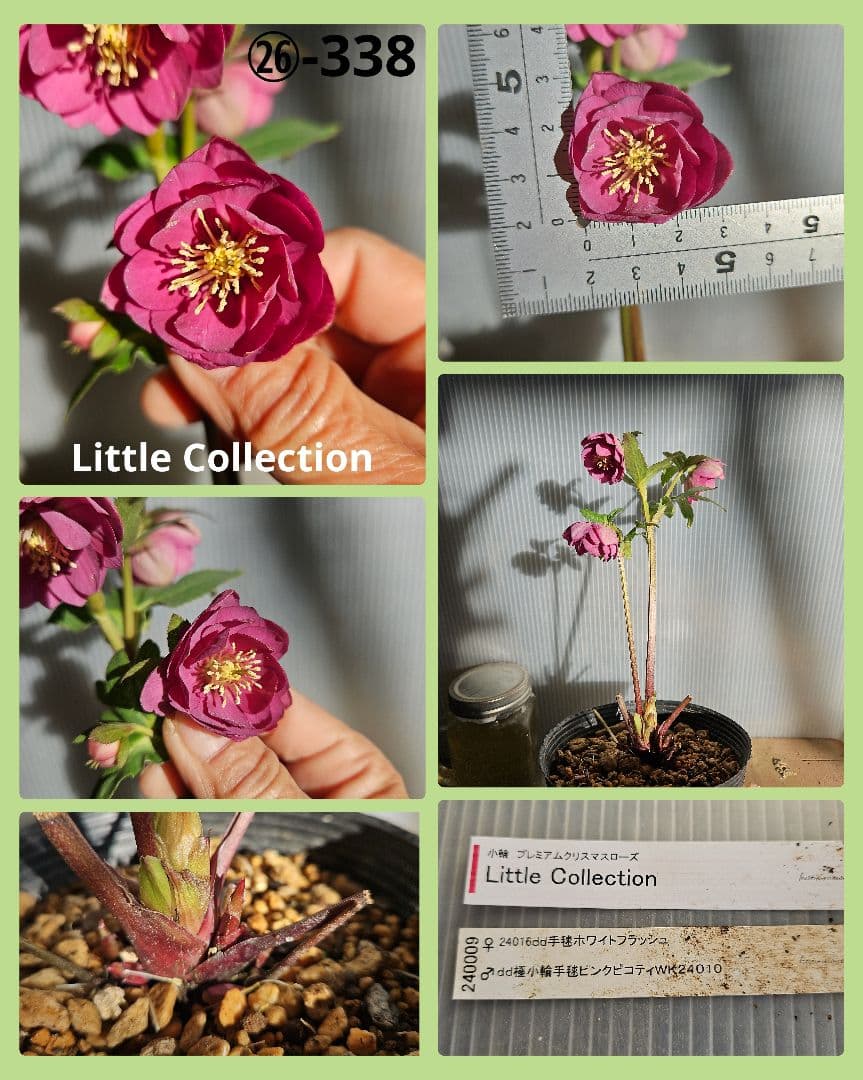 ムック様ご購入苗㉖-332㉖-338クリスマスローズ