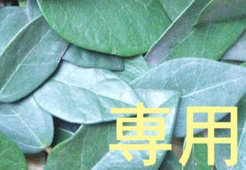 ７日 20時半迄【リピート yukarinao3】 OG 15ml 2点