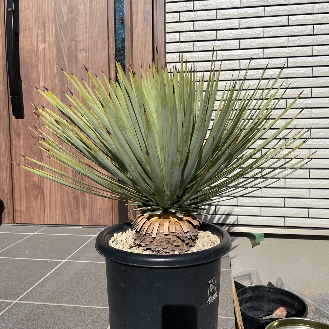 ユッカロストラータ　幹太　極上株