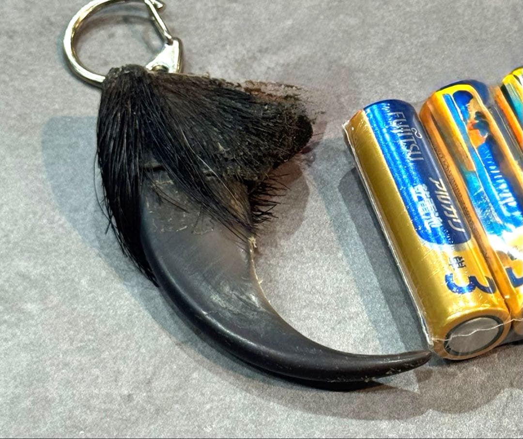 羆 熊の爪 bigサイズ 7、9cm