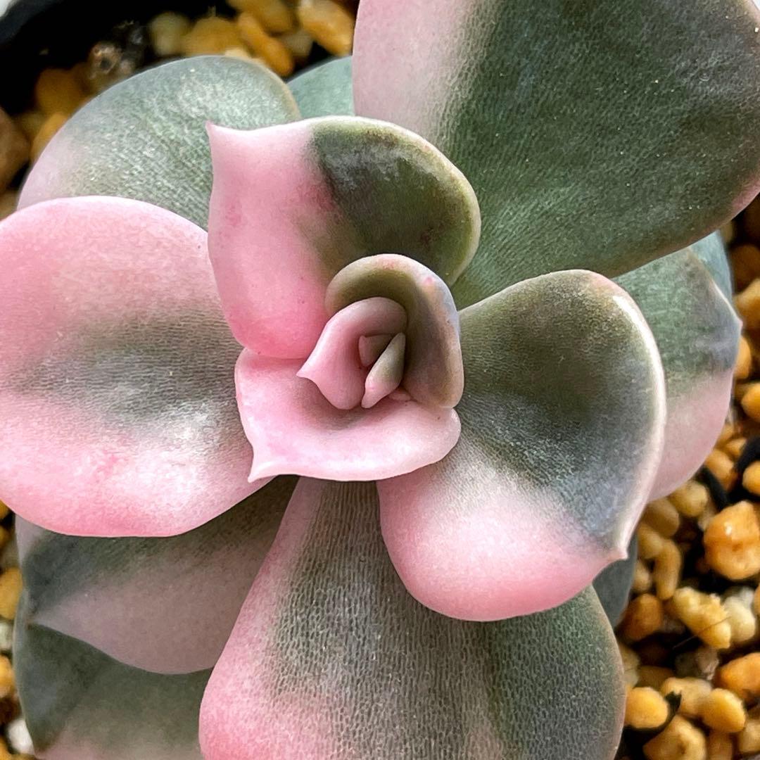 お取り置き　美斑入り！　韓国多肉　ポルックス錦　抜き苗　第4種発送