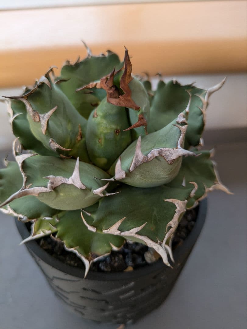 アガベ　姫厳竜【超肉厚】　SSN鉢入り