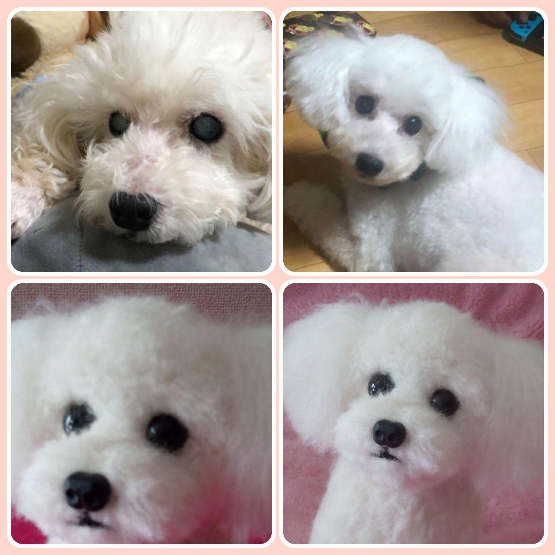 愛犬の羊毛フェルトオーダー制作・わんちゃん・犬