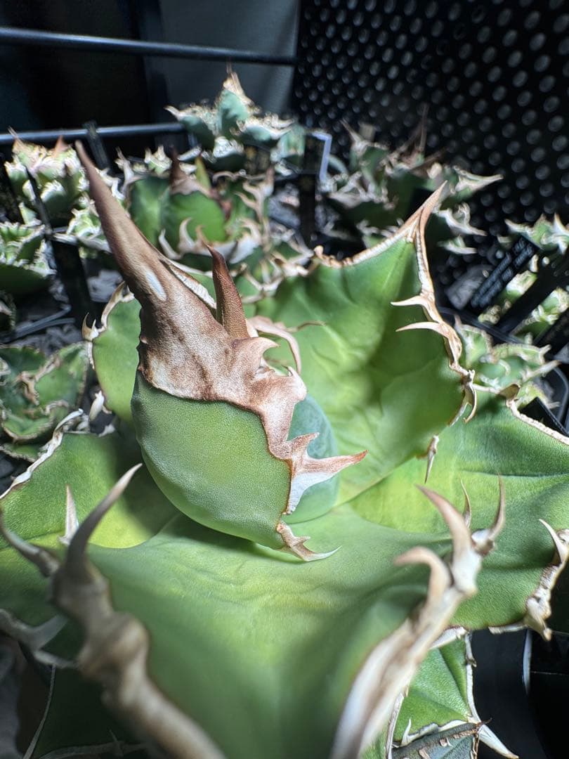 【CG産】アガベ⭐︎チタノタ⭐︎Triceratops/白犀牛 02⭐︎子株⭐︎タグ付き