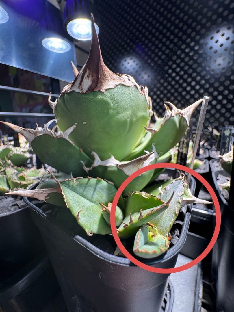 【CG産】アガベ⭐︎チタノタ⭐︎Triceratops/白犀牛 02⭐︎子株⭐︎タグ付き