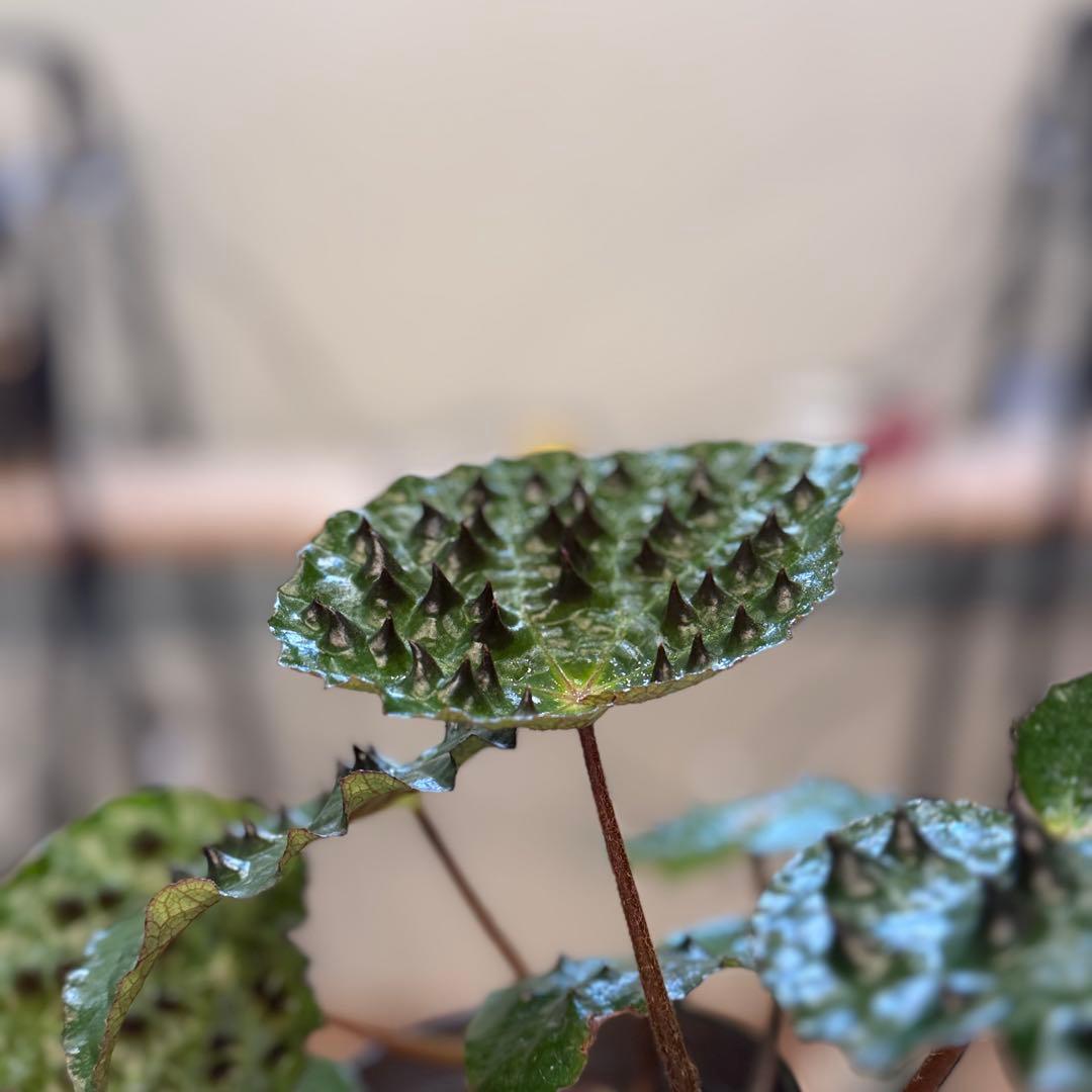 h*o様 26 ベゴニア　フェロックス　トゲトゲ　大きめ