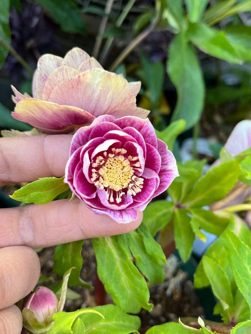 クリスマスローズ　認定ソレイユ　dd